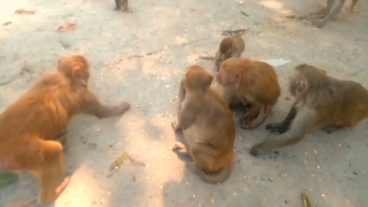 Baby Kiki Monkey Show - Adorable Animal Performances | Kiki's Zoo"