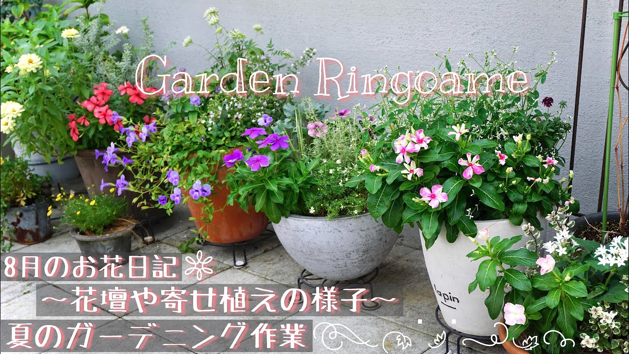 ガーデニング ８月の花壇や寄せ植えの様子 水切れしやすい植物の鉢増し作業 花パトロール Youtube