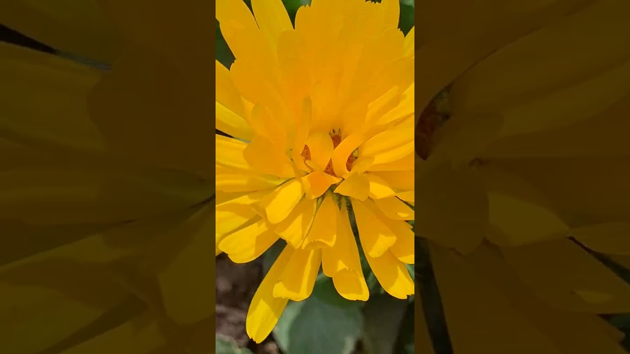 تفتح اول وردة الكتان الأحمر 