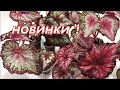 РАСПАКОВКА ПОСЫЛКИ с 🌺 Бегониями / № 1 НОВИНКИ