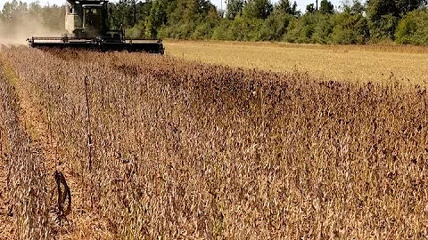 Soybean harvest winding down and damage is significant for early-planted beans