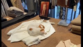 Kedi Dostu Mağaza Birlikte Alışveriş Yapalım Mudo Concept Yeni Sezon Montlar 