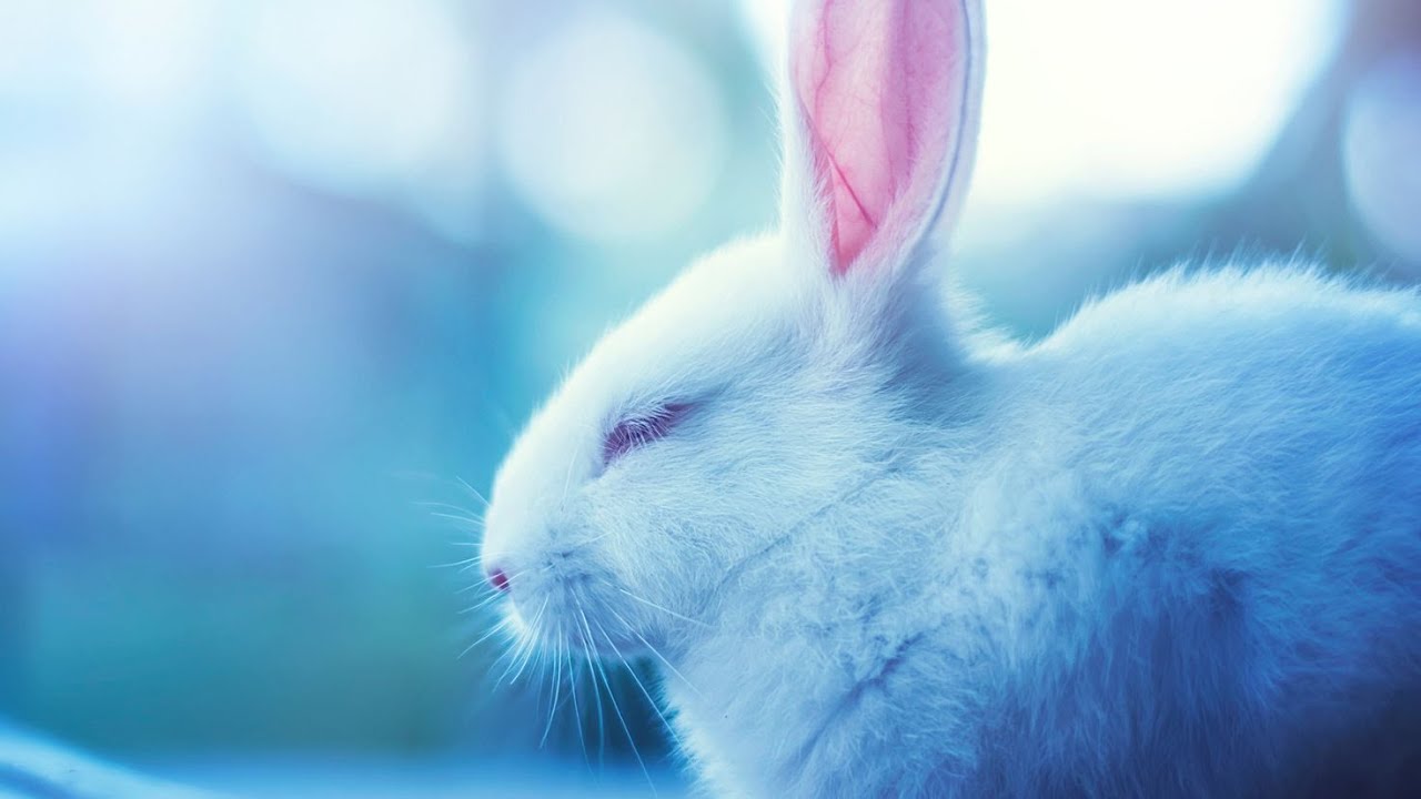 Обсуждения Латонь 3.0+hoi 4+ @ScrapTv