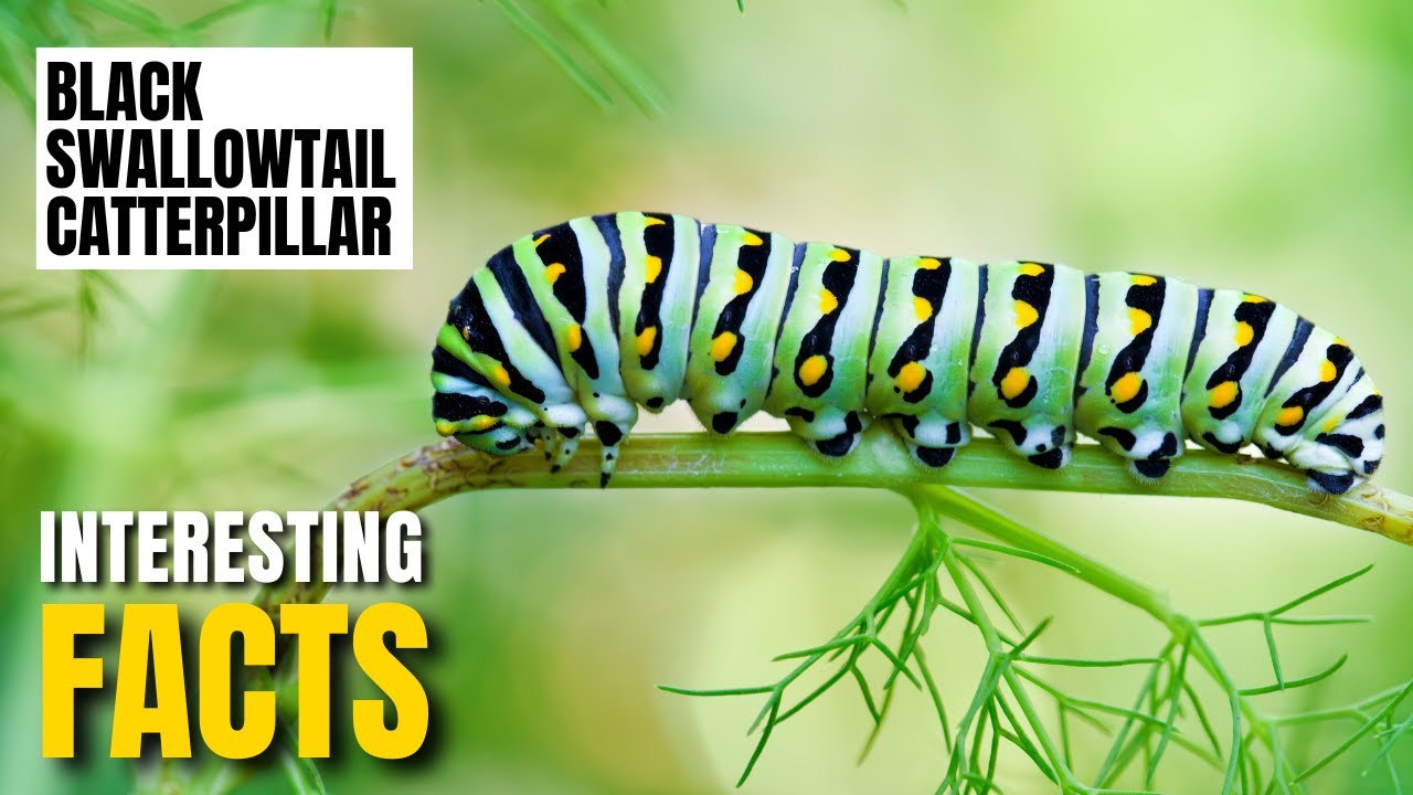 Amazing facts of Black Swallowtail Caterpillar | Interesting Facts | The Beast World