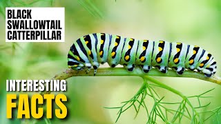Amazing facts of Black Swallowtail Caterpillar | Interesting Facts | The Beast World