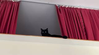 Curious Cat