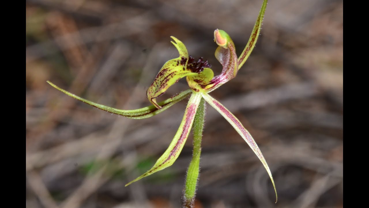 Common Dragon Orchid plus Hybrids YouTube