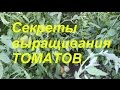 Мои секреты выращивания томатов.