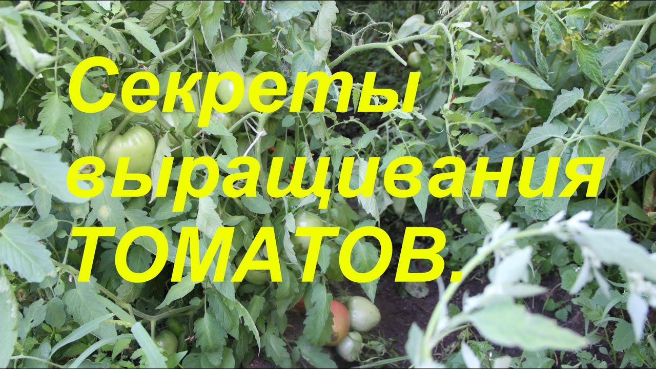 Мои секреты выращивания томатов.