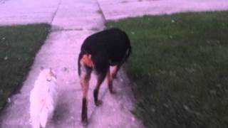 Keyda wagging her tail