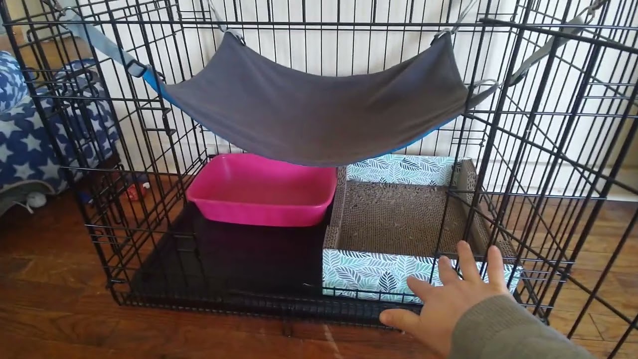 Our setup moving cross country with 2 cats (driving)