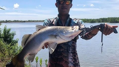 Câu cá chẽm ở Bình Đại | Full HD |