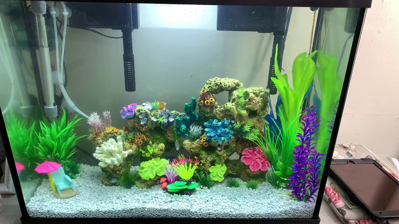 AQUARIUM * CLEAR WATER * 🐠🐟🐡 YouTube