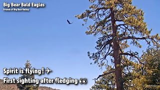 Big BearSpirit Is Flying❗✈First Sighting After Fledging20220531