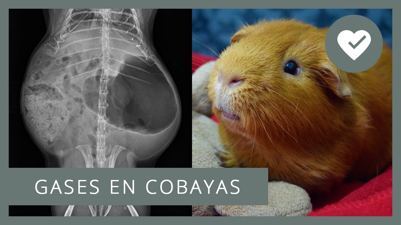 ¿Cómo son las lombrices de cobaya?