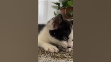 Little Kitten Gets His FIRST HIT of CATNIP #shorts #cats