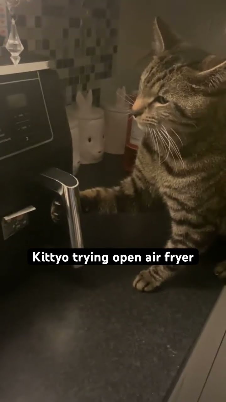 Kittyo like open this air fryer twin what m