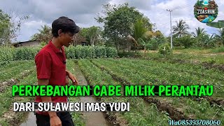 LATEST UPDATE ON MAS YUDI'S CHILI AND CUCUMBER FARM