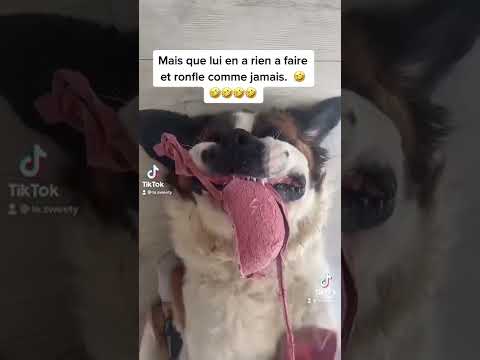 Chien espérance de