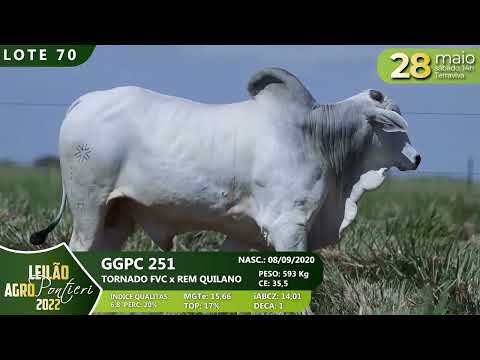 LOTE 70   GGPC 251