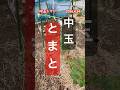 【中玉トマトの仕立て方】 #トマト栽培