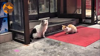 Download Lagu I Helped This Loving Stray Cat Couple and Witnessed Their Journey MP3