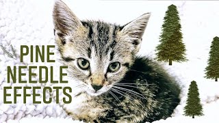Kittens + Pineneedles = ER