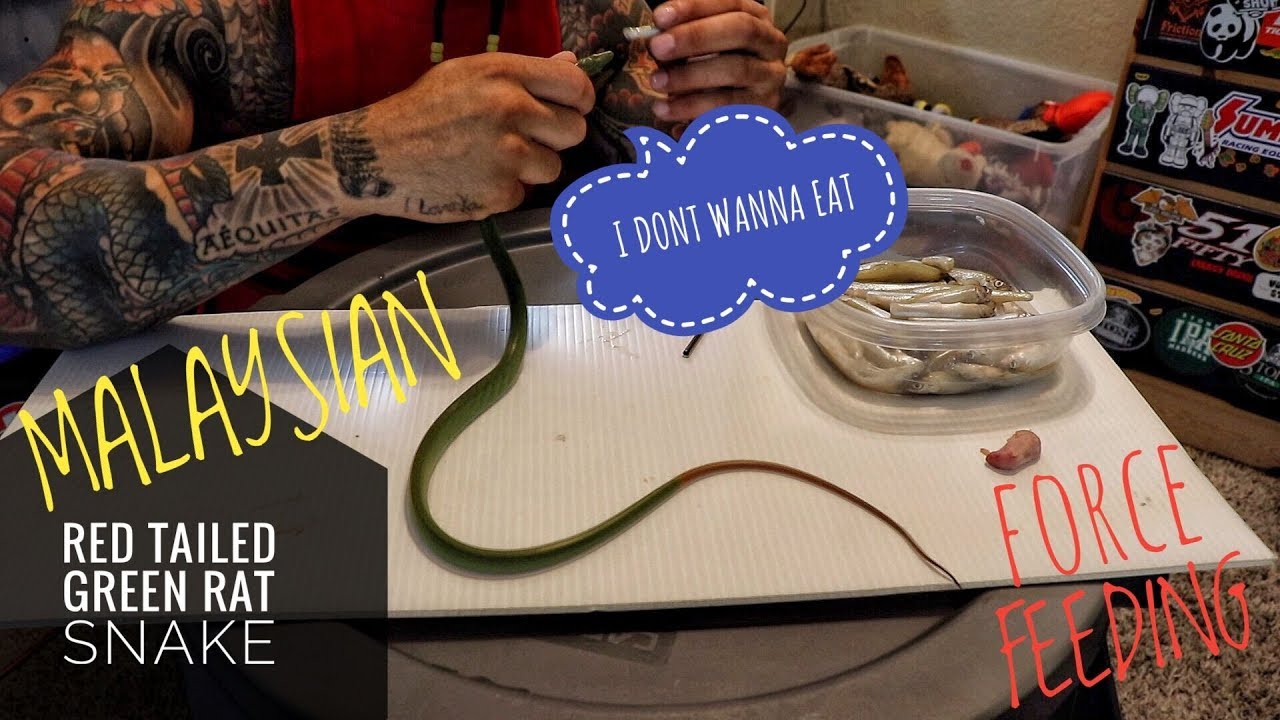 rear fanged snake example Force feeding baby GONYOSOMA | Red Tailed Racer