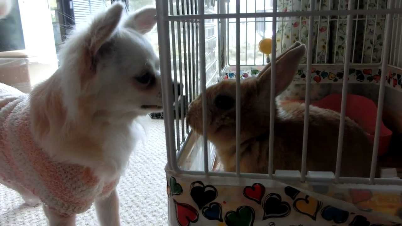 面白い チワワのくーとうさぎの桃 Rabbit And Chihuahua Youtube