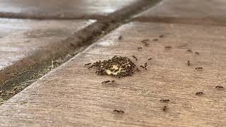 Vlog : Ants At Work | Studio WAVE