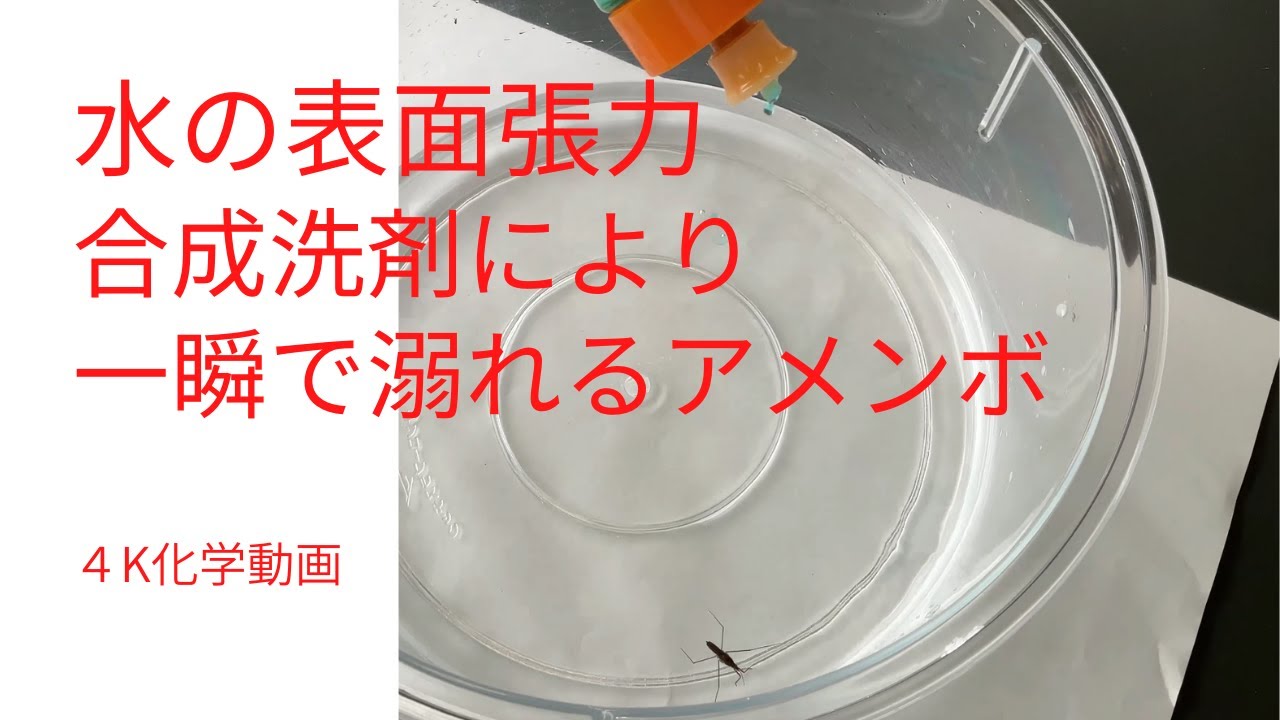 4k化学動画 水の表面張力 合成洗剤により一瞬でおぼれるアメンボ Youtube