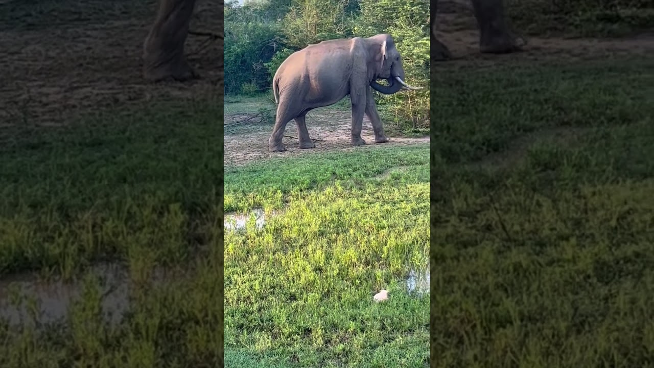 Big wild Elephant in the Forest 