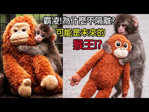 [生物放大鏡] 被霸凌的真相是獼猴S嬰行為!? | 世界第一隻女猴王 | 被母親丟棄的真相