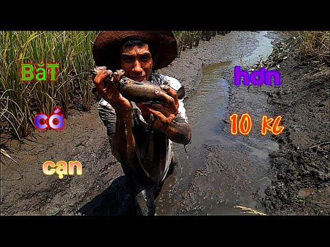 Video Bắt cá cạn đầy thùng đem về cho vợ .#p22 youtube câu... - youtube