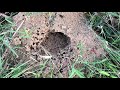 Controlling Fire Ants in Pastures and Hay Fields