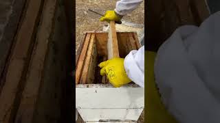 Petekli̇ Bal Sökümü..