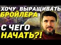 Хочу выращивать бройлера, с чего начать? Выращивание бройлера, бизнес на бройлере кобб 500