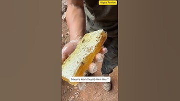 Cận Cảnh Thu Hoạch Tổ Ông Nuôi Trong Rừng Sâu #ong #laymatong #matong #honey