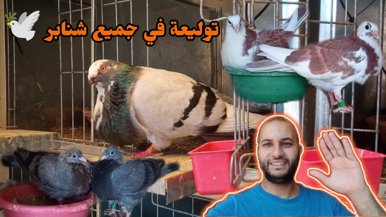 توليع في جميع شنابر لي عندي ❤️🕊️
