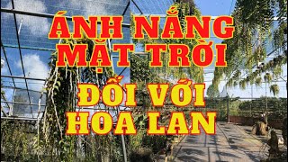 Ánh nắng mặt trời đối với hoa lan