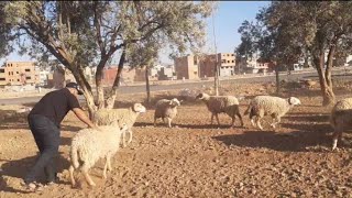 رحلة البحث عن كبش العيد الأضحى أثمنة إبتدأً من 5000 dh 🐏 وجدة 2024