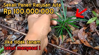 Pohon langka ini sekali panen bisa ratusan juta rupiah,  nekat cari bibitnya di belantara Papua