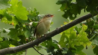 Rokitniczka śpiew /Sedge warbler song