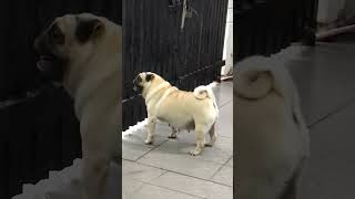 Đố mọi người sao em Pug sủa quyết liệt như vậy | Guess why Pug barks so fiercely