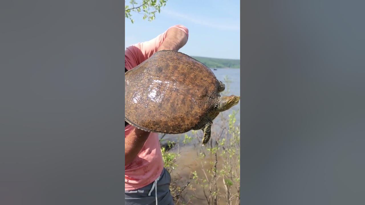 HUGE TURTLE Almost STOLE My Fishing Rod 