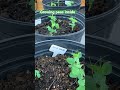 Growing peas inside