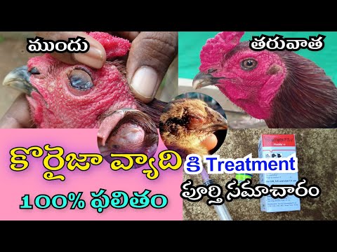 How To Cure Coryza Deseas In Hens //best Treatment For Coryza In Chickens//100%results #nanifarms