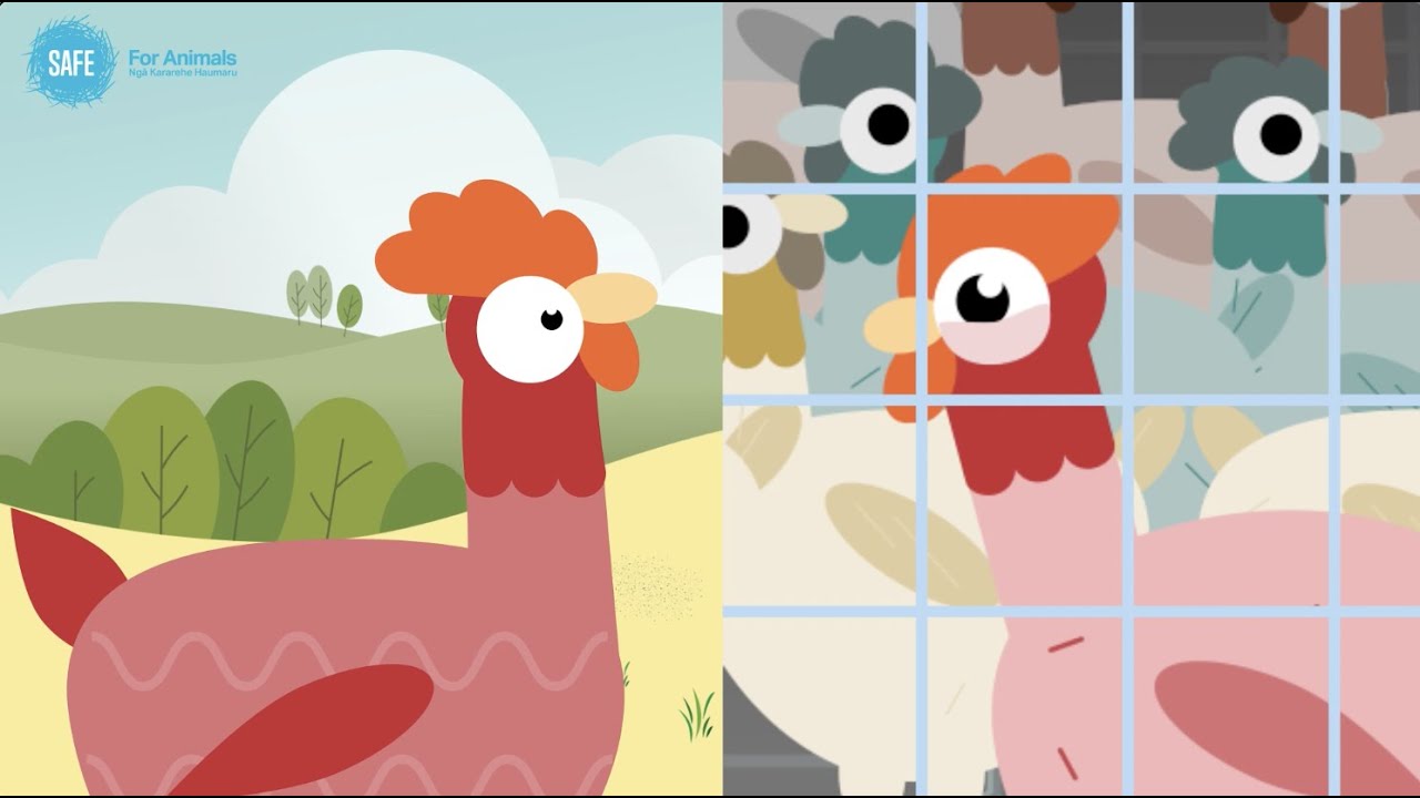 Orla's life as a New Zealand colony cage hen