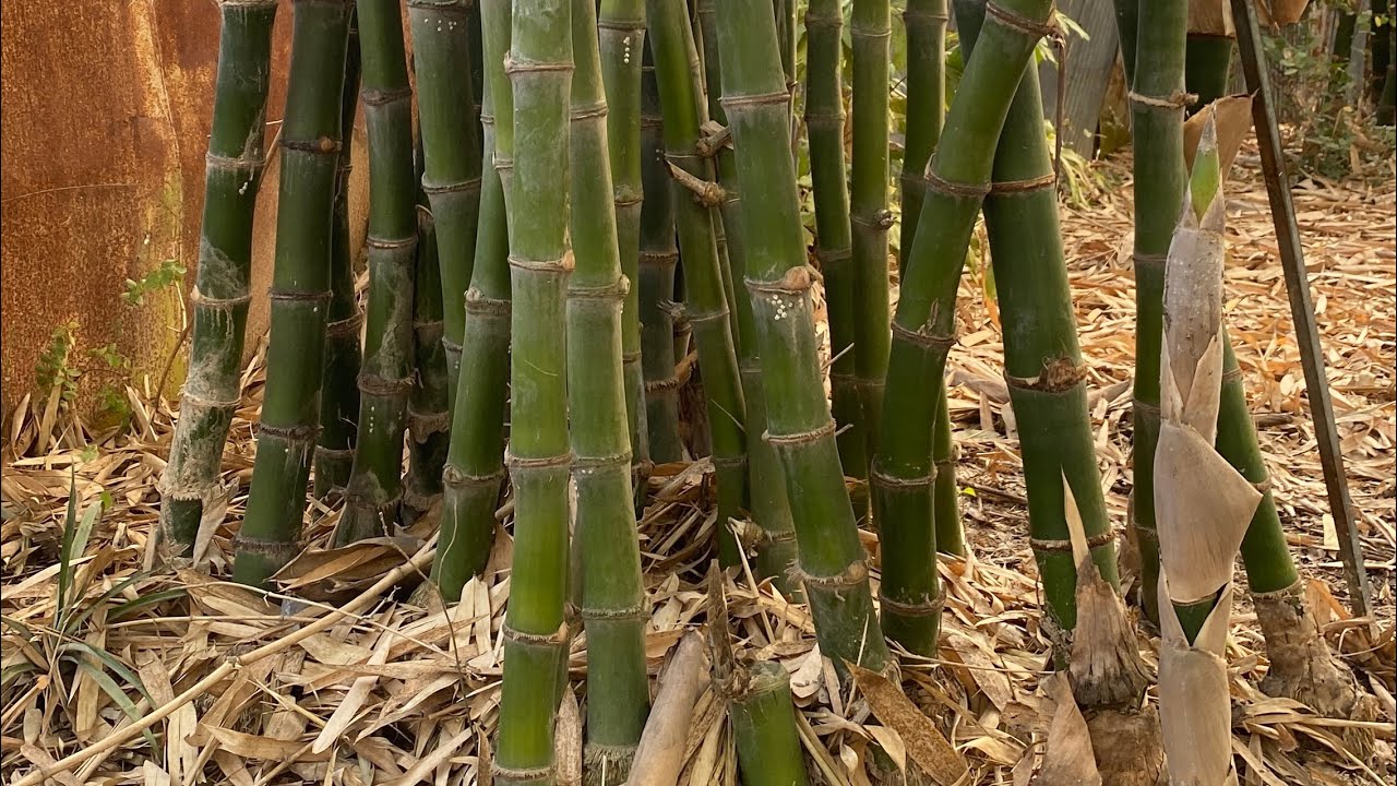 Clean leafs Bamboo Tree #plants #bamboo  #gardening #plantslife #viral 