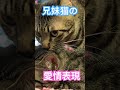 兄妹猫【保護猫】のなんとも可愛い愛情表現😍#shorts